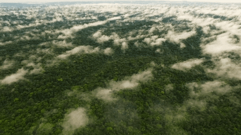 Aquecimento global: 6 em cada 10 brasileiros defendem proteção da floresta thumbnail