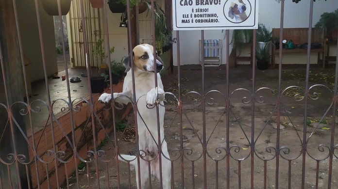 Bonitinho, mas ordinário': cachorro viraliza com placa divertida em MG | Eu  amo meu pet | G1