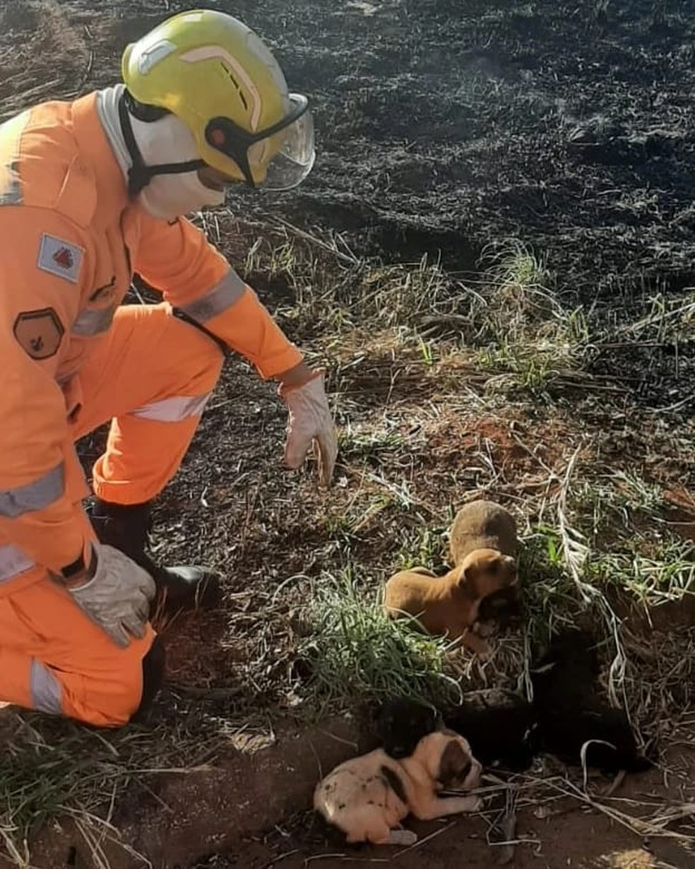 Animais foram encontrados sem a mãe, em um buraco no lote vago que pegou fogo em Tupaciguara — Foto: Corpo de Bombeiros/Dilvulgação