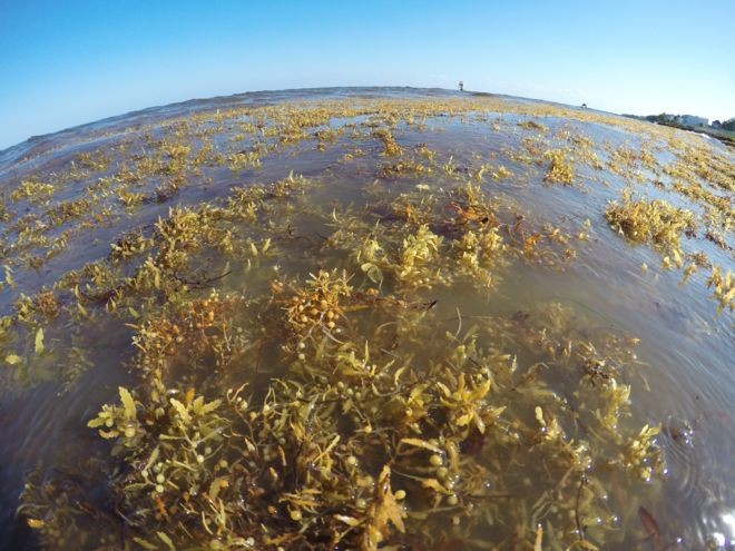 A presença das algas mudou um dos aspectos mais famosos das praias caribenhas: as águas cristalinas (Foto: Marta García via BBC)