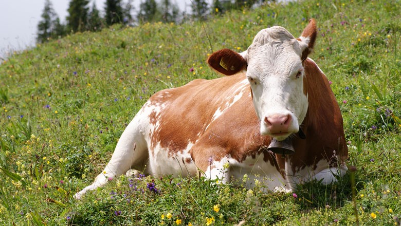 vaca-pasto (Foto: Wikimedia Commons)