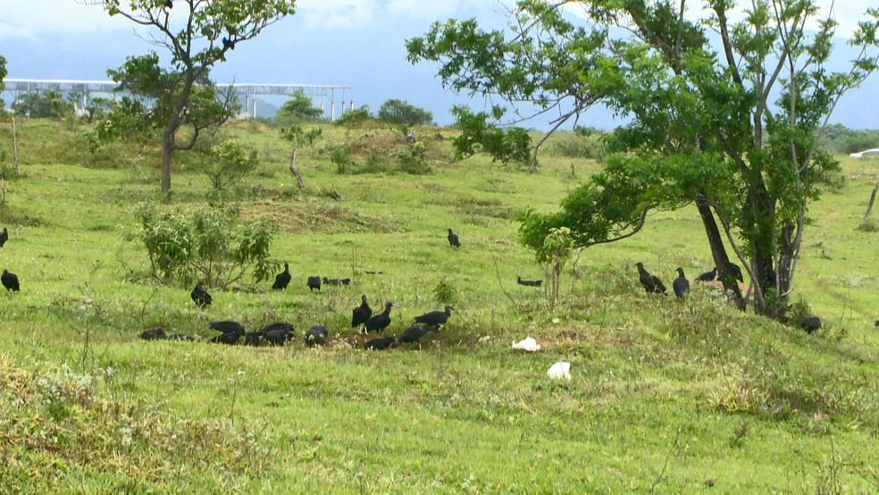 Local onde vaca foi morta em Cariacica, no Espírito Santo — Foto: Luciney Araújo/ TV Gazeta