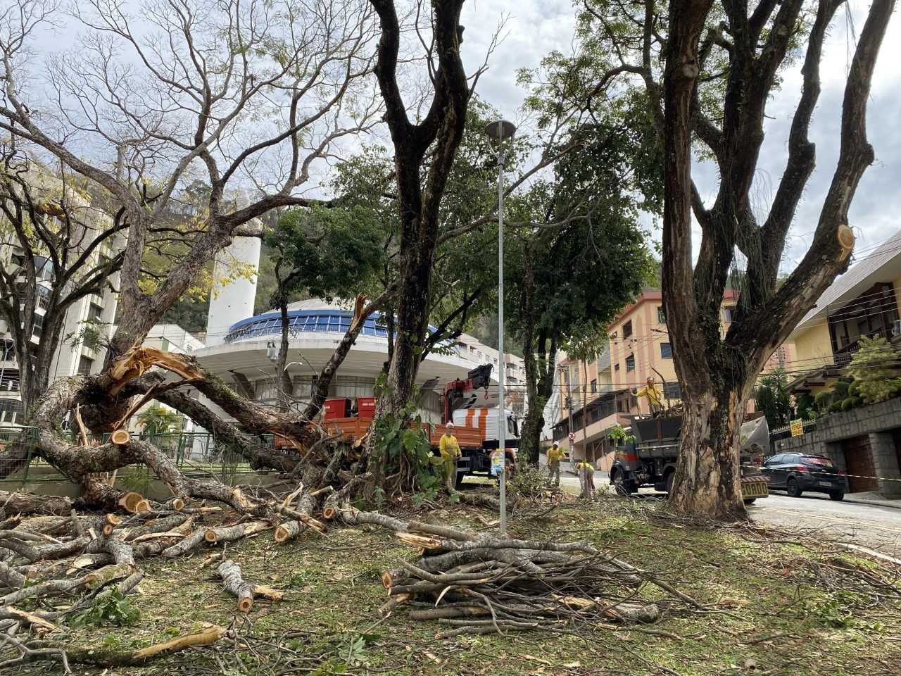 Vídeo flagra momento em que árvore com mais de meio século cai e destrói parcão em praça de Juiz de Fora