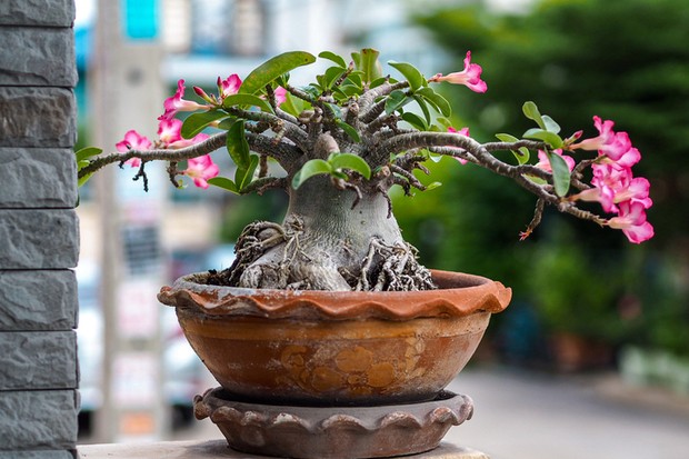 Adenium obesum tree or Desert rose in the pot (Foto: Getty Images/iStockphoto)