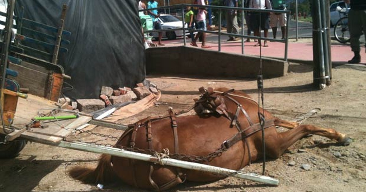 Descarga elétrica mata cavalo e deixa homem ferido na zona rural de  Cachoeira - Revista Recôncavo