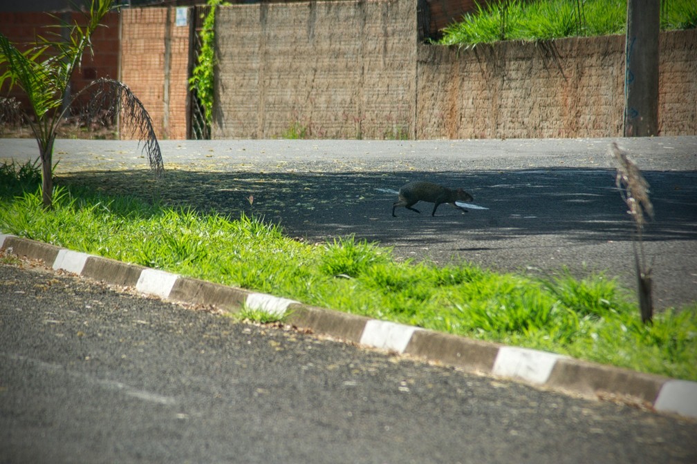 Cutia (Dasyprocta azarae) atravessa rua entre pequenos fragmentos de mata em meio à área urbana — Foto: Stephanie Fonseca/g1