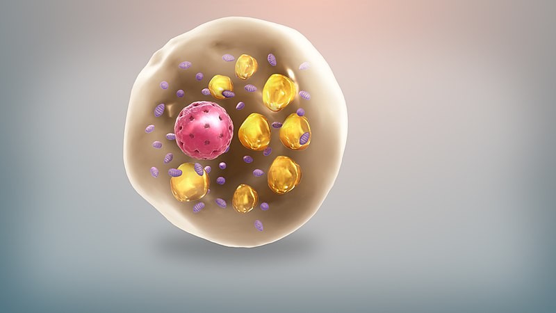 Representação artística de célula de gordura (Foto: Manu5/Wikimedia Commons)