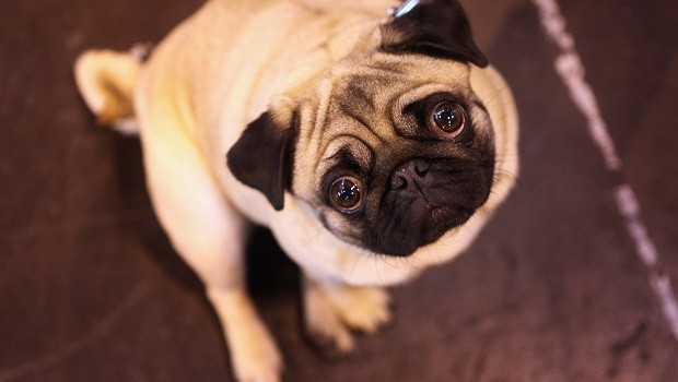 Cachorro; pug (Foto: Getty Images)