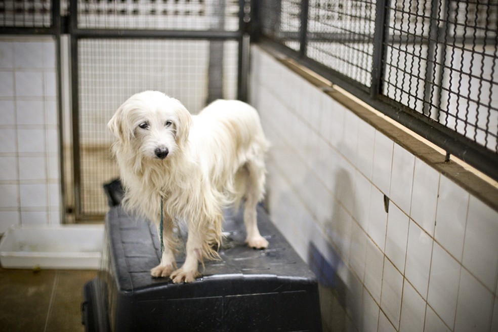 Zoonoses do Distrito Federal tem 83 animais aptos para adoção — Foto: Breno Esaki/Agência Saúde
