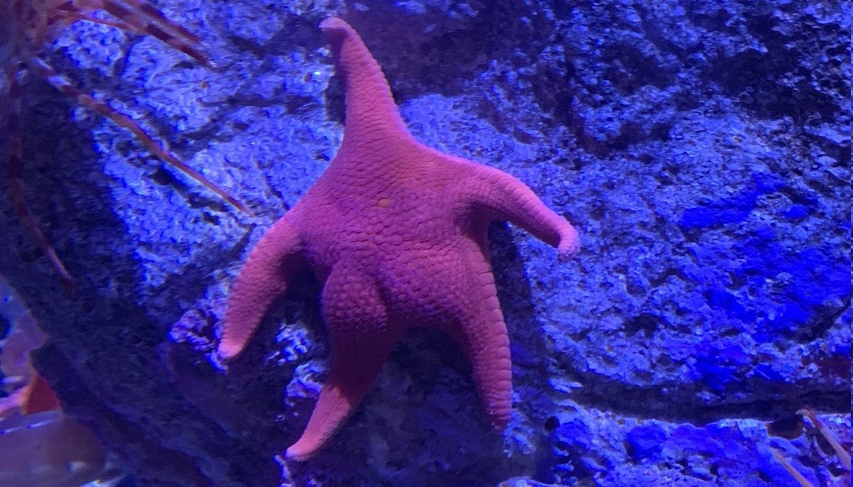 "Nádegas" de estrelas-do-mar como as da foto são na verdade músculos dos animais relaxados (Foto: Reprodução Twitter/@Babyshoujo)