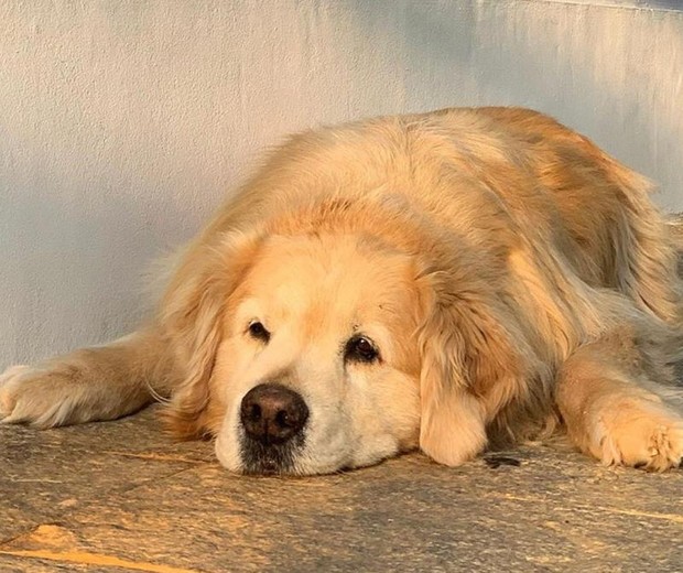 Dodô era o cachorro de estimação de Enzo Celulari (Foto: Reprodução/Instagram)