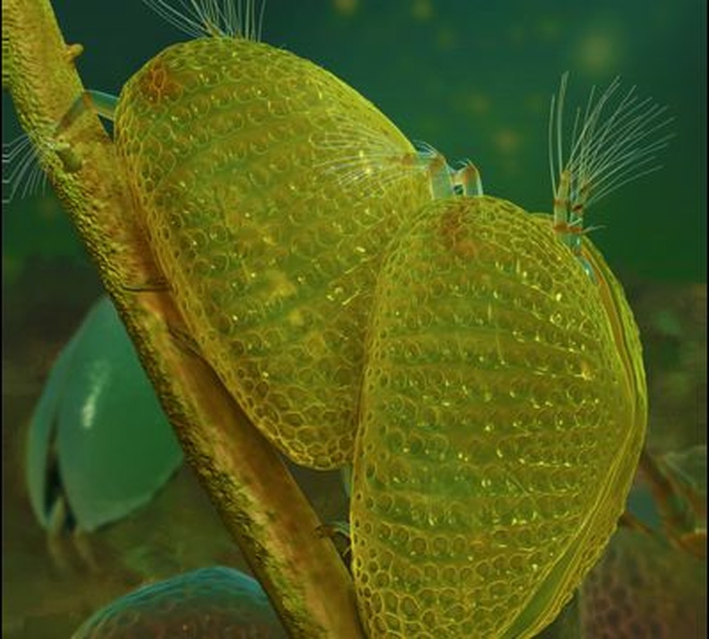 Ilustração da reprodução dos ostracodes; após acasalamento, fêmea ficou presa em gota de âmbar, guardando o espermatozoide que foi revelado cerca de 100 milhões de anos depois — Foto: Divulgação/Dinghua Yang 