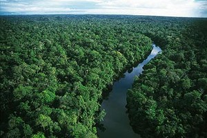 Amazônia (Foto: Reprodução Internet)