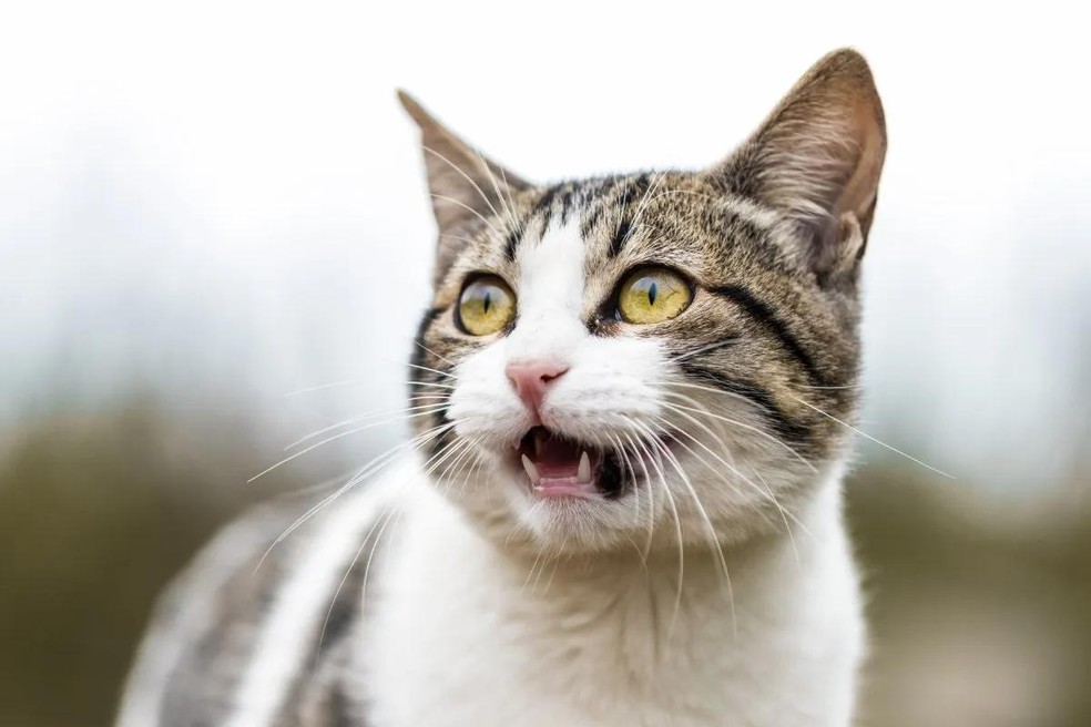 Barulhos altos podem levar o felino a alterar o seu comportamento e provocar medo, ansiedade e estresse (Foto: Unsplash/ Ariana Suárez/ CreativeCommons) — Foto: Vida de Bicho