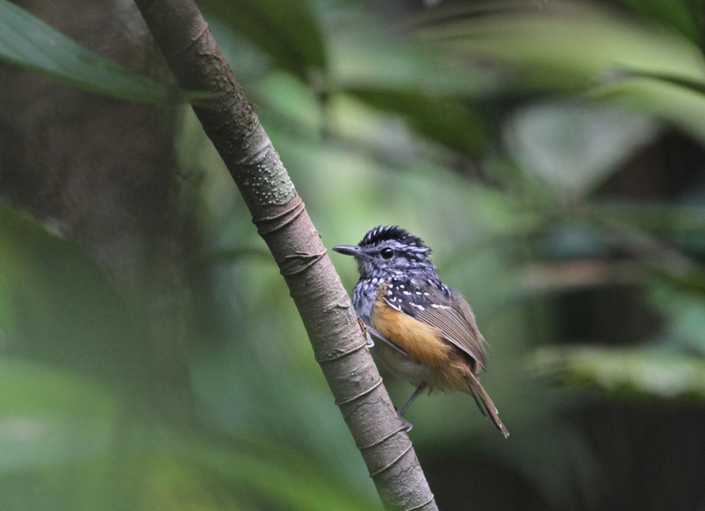 Hypocnemis rondoni, o cantador da floresta. Nome foi dado em homenagem ao Marechal Cândido Mariano da Silva Rondon, antropólogo e explorador brasileiro. (Foto: Fabio Schunck/WWF)