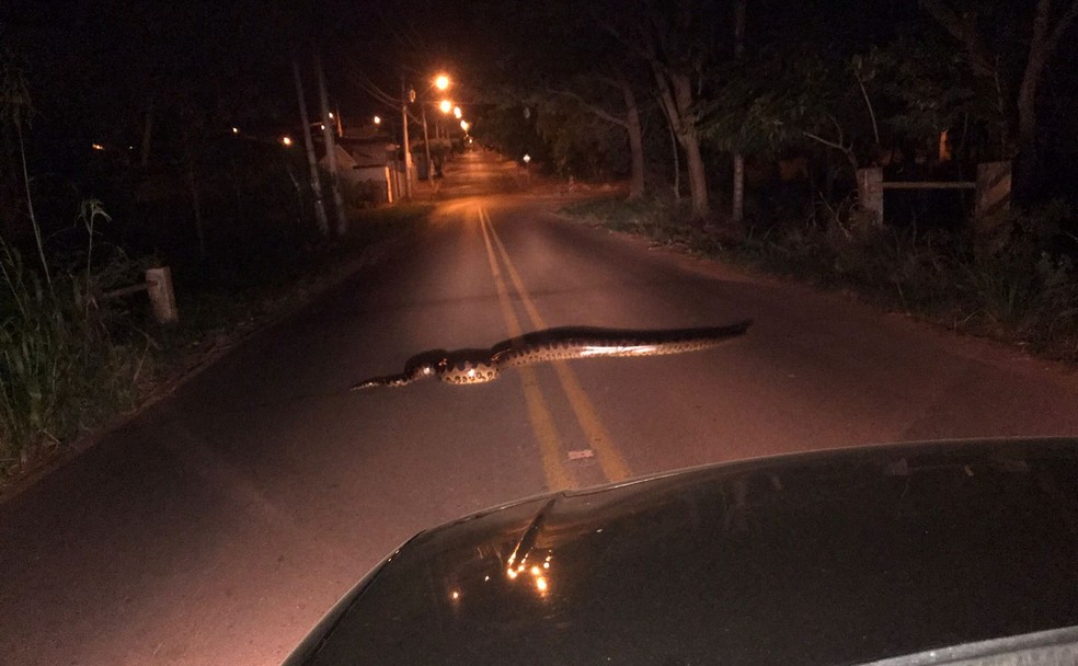 Motorista flagra cobra sucuri atravessando avenida em Itápolis — Foto: Edvaldo Antônio Pereira /Arquivo Pessoal