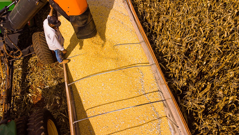 Colheita de milho em 2021 em Mato Grosso  Foto: Rafael D Marques/Secom-MT