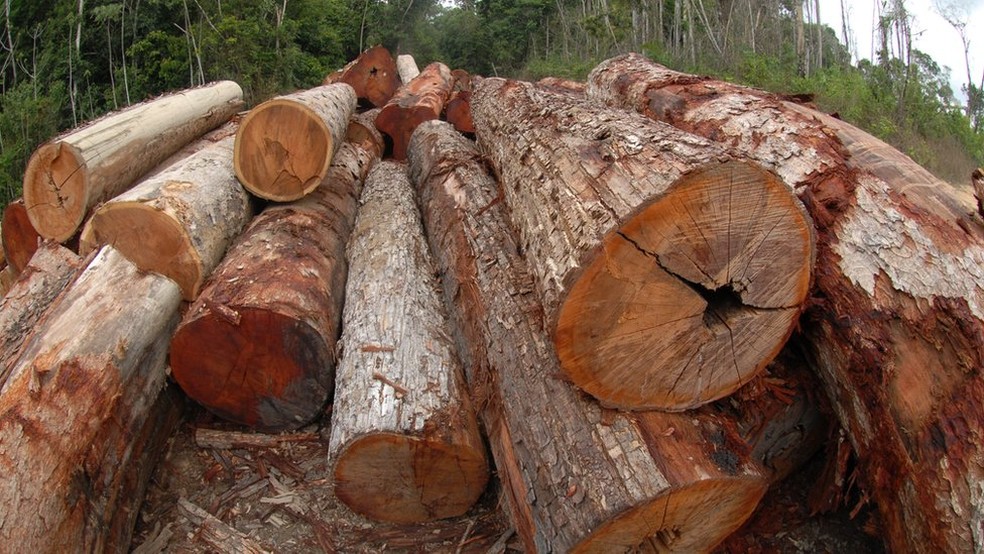 Somente troncos certificados estão autorizados a circular pelas rodovias brasileiras (Foto: Ministério do Meio Ambiente)