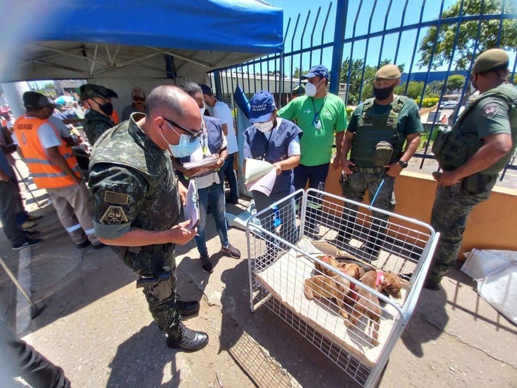 Cachorros resgatados de feira clandestina na Zona Leste da capital paulista, neste sábado (6) — Foto: Divulgação/ SMS/ Covisa