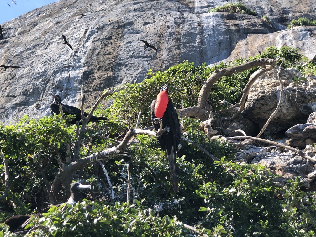 Uma fragata macho - o saco gular vermelho funciona como um atrativo para as fêmeas e mostra que ele está em momento de reprodução. — Foto: Carlos Brito