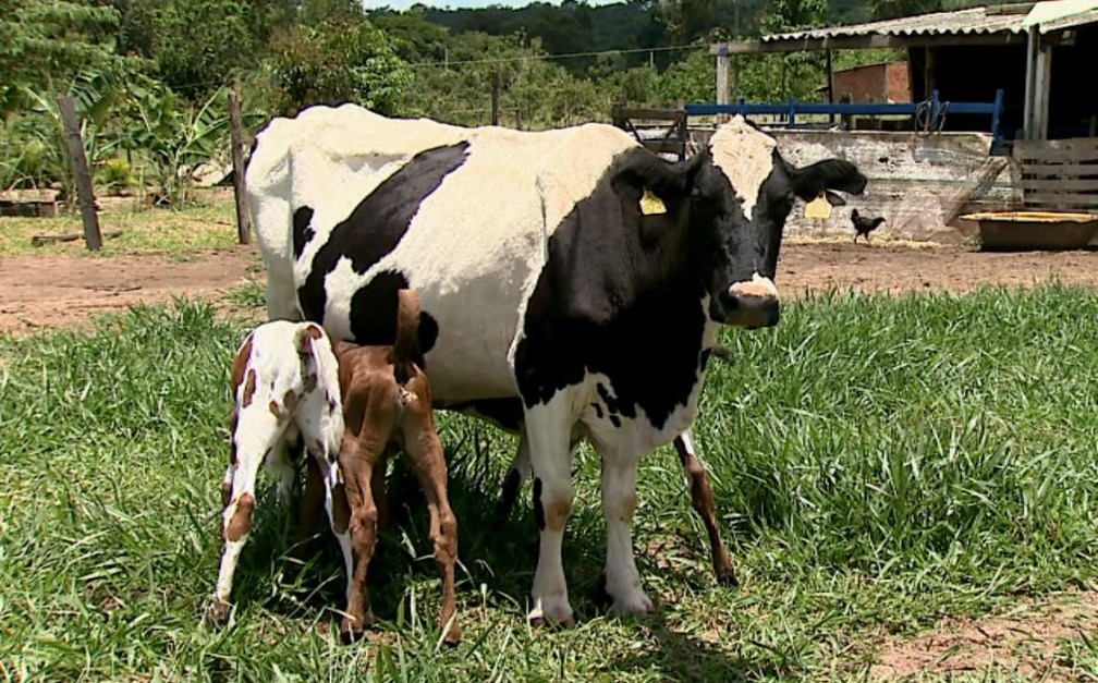 Vaca dá à luz três bezerros de forma natural em Descalvado 'muito raro