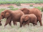 Homem morre pisoteado por manada de 15 elefantes no Quênia