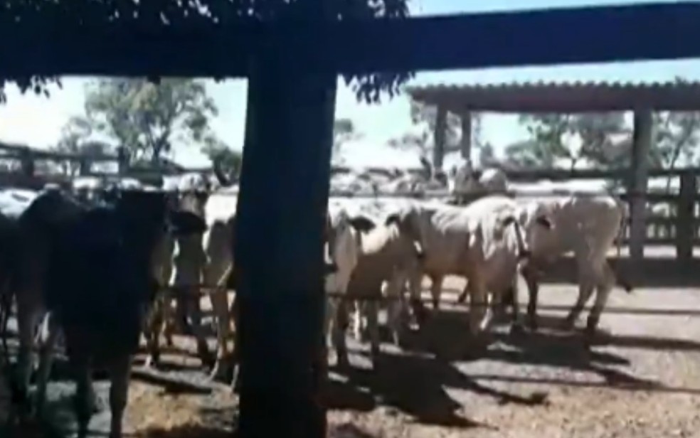 Animais que seriam roubados em fazenda de Arenópolis — Foto: Reprodução|TV Anhanguera 