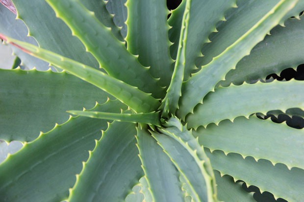 Cinco plantas medicinais fáceis de ter em casa (Foto: Divulgação)