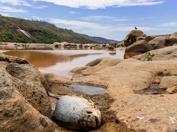 Peixes morrem com lama presente no Rio Doce (Foto: Carlos Dório Costa/ Arquivo Pessoal)
