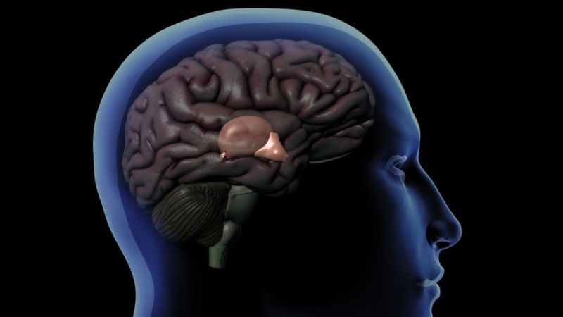 Desenho de um cérebro dentro do crânio humano mostrando a glândula pineal atrás do hipotálamo (Foto: Getty Images)