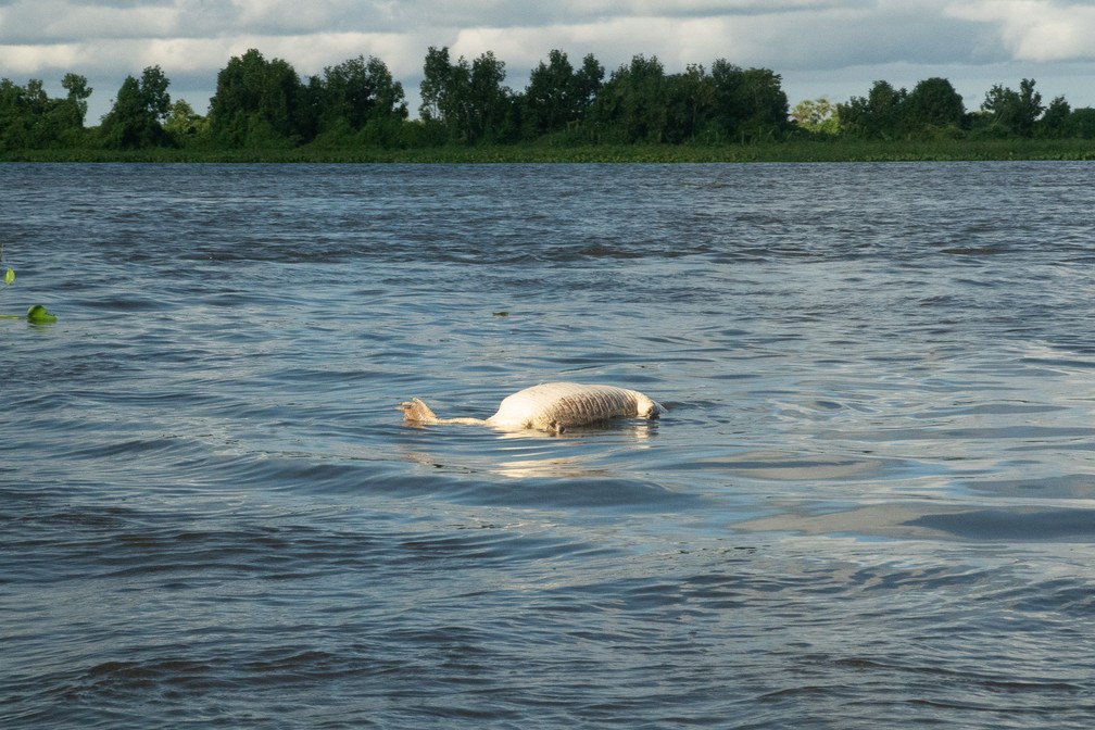 Jacaré morto boiando no Rio Paraguai: caça é proibida, mas locais dizem que ela é motivada por turistas, interessados em comer a carne da cauda do animal — Foto: Eduardo Palacio/G1