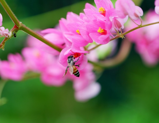 Bee and Pink Confederate vine flower in the garden. (Foto: Getty Images/iStockphoto)