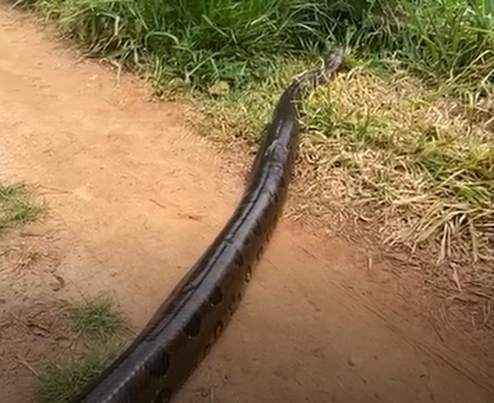 Após atravessar a entrada da reserva Jataí, cobra entrou novamente no matagal — Foto: Divulgação