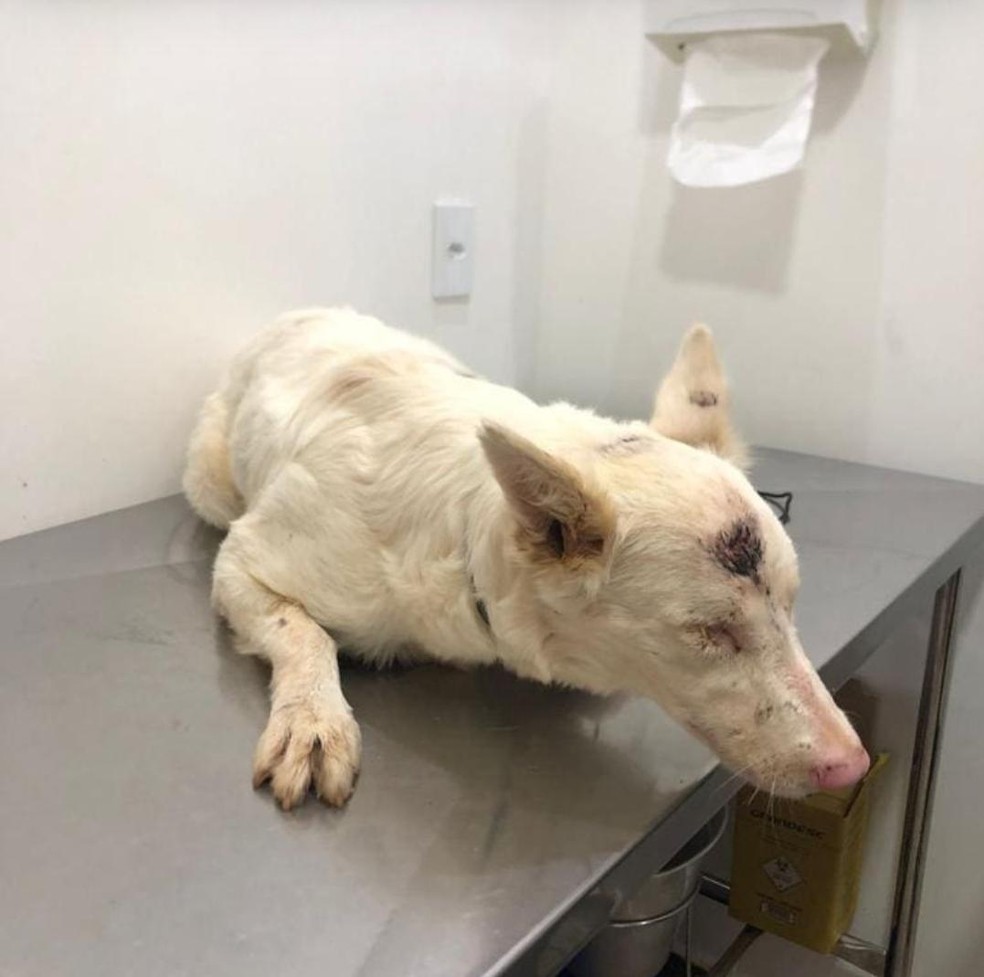 Pérola foi resgatada com uma corte na testa  — Foto: ONG Vira Lata, Vira Amor