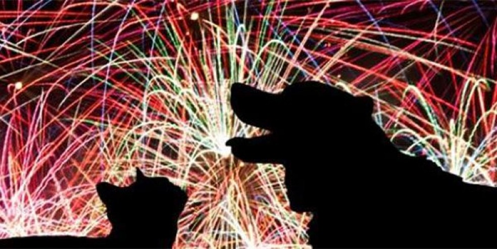 ExplosÃµes podem causar traumas irreversÃ­veis, especialmente em cÃ£es e gatos. â Foto: Prefeitura de CuiabÃ¡