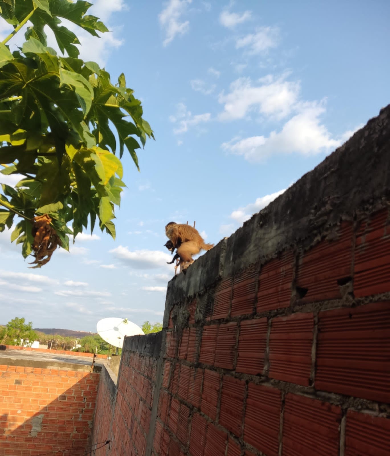 Macaco Chico, que 'sequestrava' filhotes, recebe microchip do Ibama e fica em quarentena no Piauí