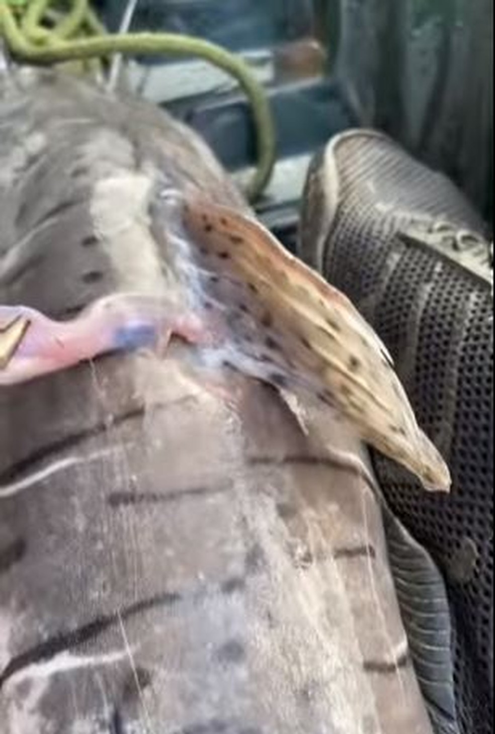 Candiru: conheça o peixe que pode penetrar uretra, ânus e vagina de banhistas em rios amazônicos — Foto: João Cordeiro / Instagram