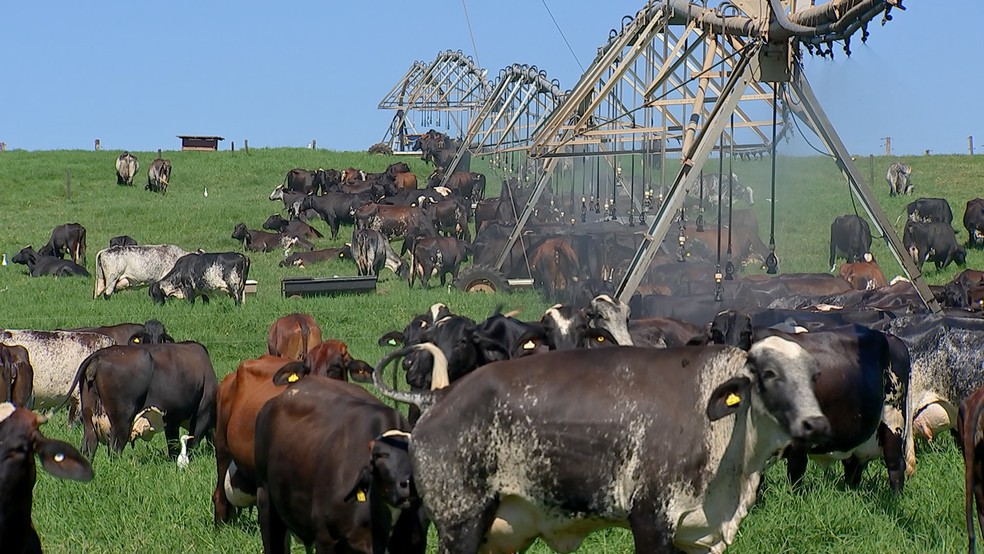 Fazenda realiza fertilização in vitro em vacas para reprodução em Lins — Foto: Reprodução/TV TEM