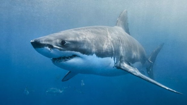 "O primeiro tubarão em que fizemos necropsia tinha cinco metros de comprimento e pesava 1,1 tonelada", disse a bióloga (Foto: Getty Images via BBC)