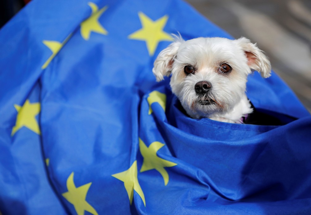 Cachorro foi enrolado em bandeira da União Europeia durante protesto contra o Brexit, em Londres — Foto: Tolga Akmen / AFP