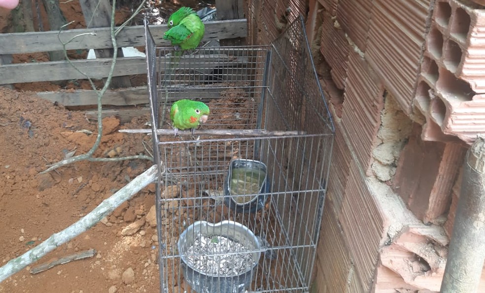 Mulher é detida em flagrante por maus-tratos a animais em Mendes — Foto: Divulgação/Polícia Civil