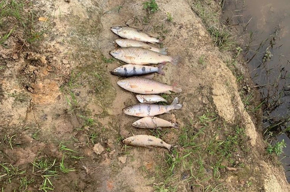 Peixes foram encontrados mortos em rio entre Pontalinda e Auriflama (SP) — Foto: Polícia Ambiental de Rio Preto/Divulgação