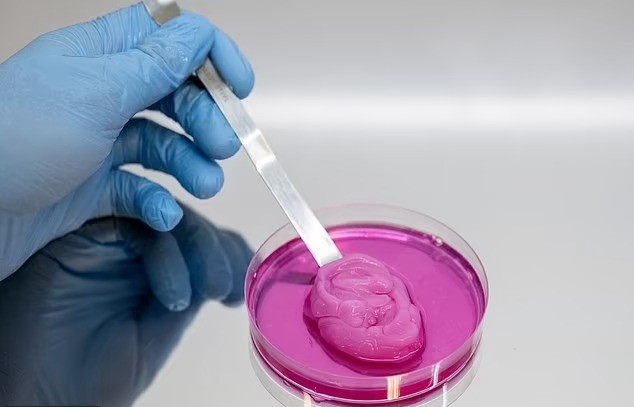 Células de cartilagem crescendo no molde biodegradável criado pelos pesquisadores britânico (Foto: Divulgação)