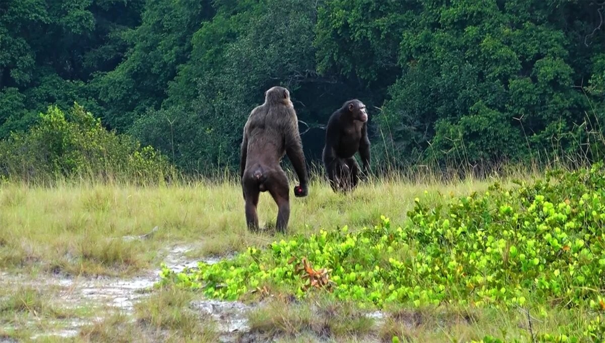 Dois chimpanzés adultos da comunidade Rekambo, do Projeto Chimpanzé Loango, realizado pelo Instituto Max Planck de Antropologia Evolutiva (Foto:  LCP/Lara M. Southern)