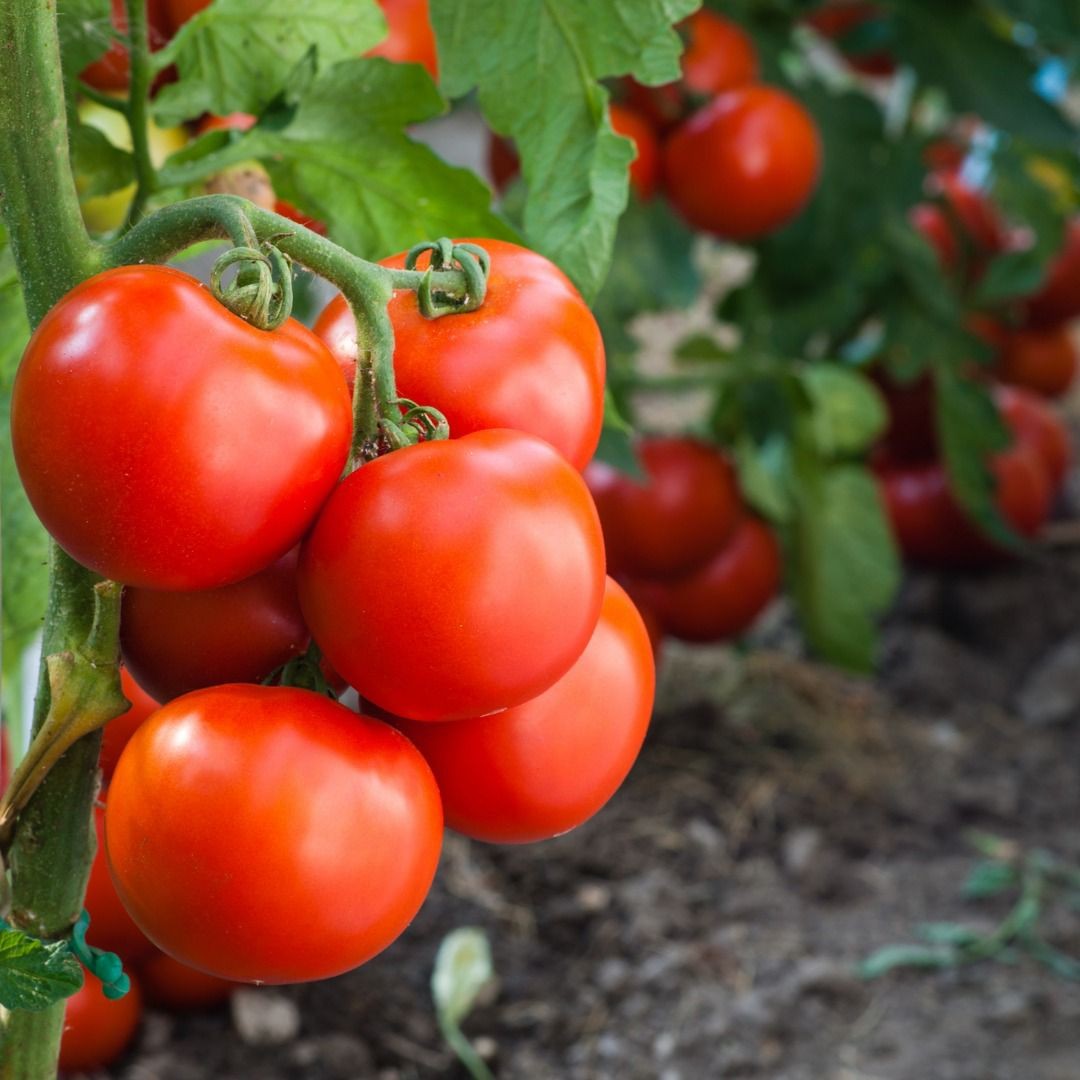 Aumento do preço de insumos e condições climáticas elevam valor do tomate no Paraná