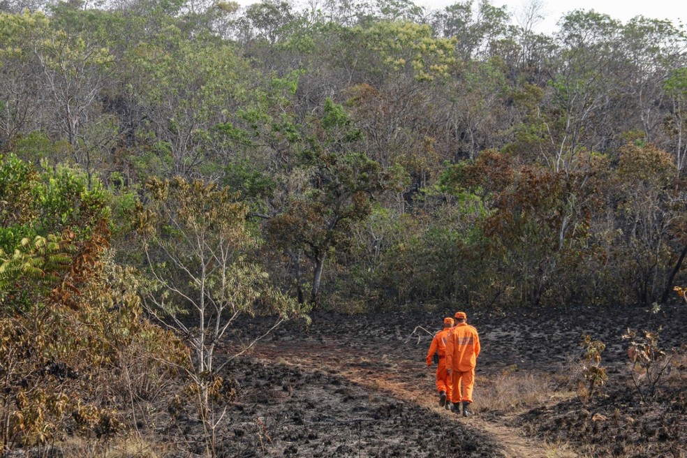 Parte da área está devastada pelas chamas em Taquaruçu — Foto: Bombeiros/Divulgação