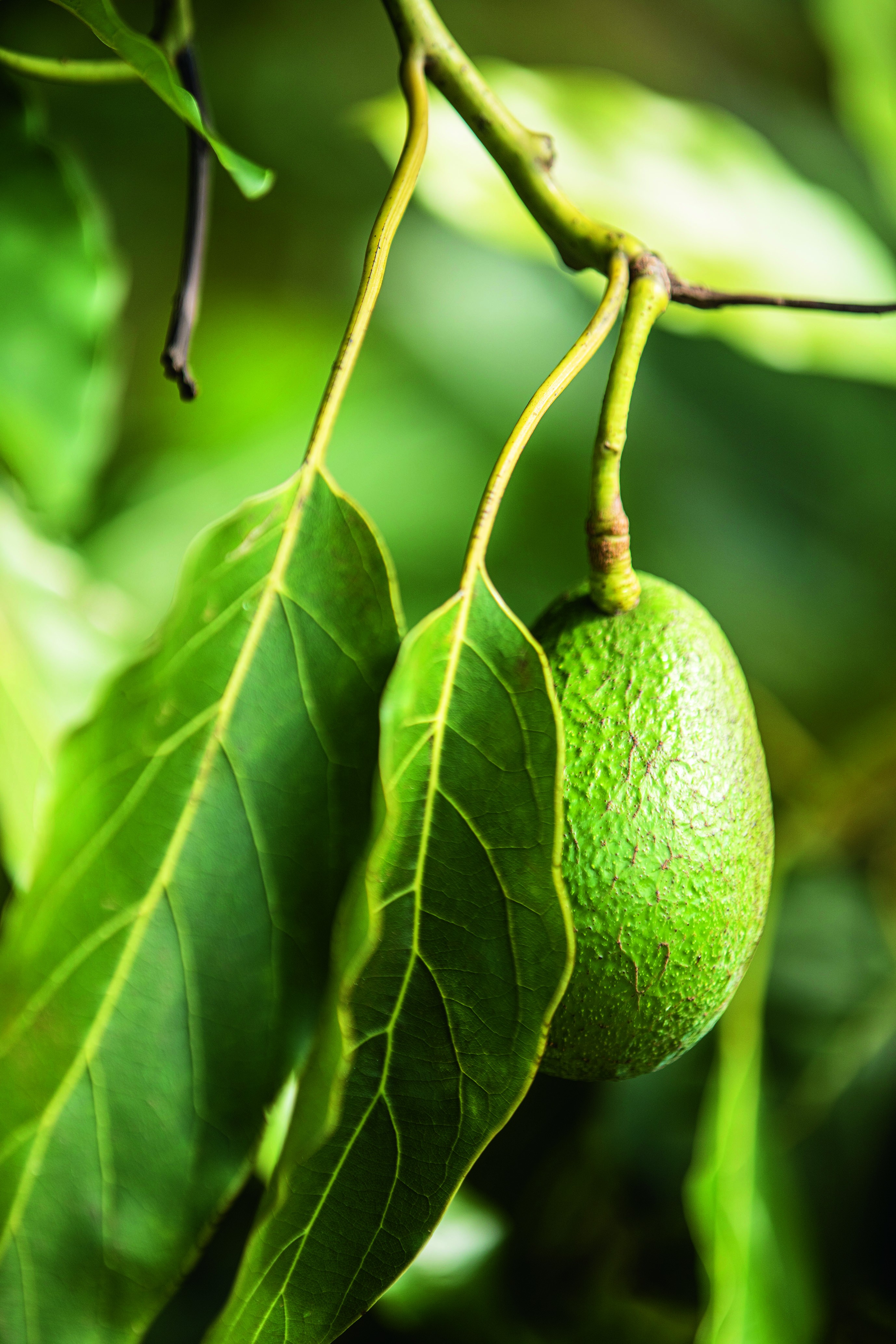 Com nome que significa abacate em inglês, a fruta pequena, de casca escura e grossa e polpa cremosa, é rica em gorduras monoinsaturadas (Foto: Luiz Maximiano)