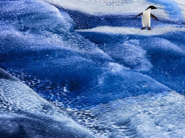 Penguim parece 'surfar' sobre a água congelada no Mar de Ross, na Antártida. (Foto: AFP/John Weller/Antarctic Ocean Alliance)