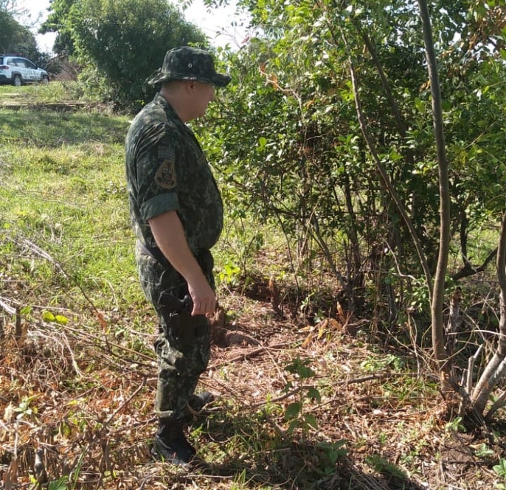 Árvores cortadas eram de várias espécies em Marília — Foto: Polícia Ambiental/Divulgação