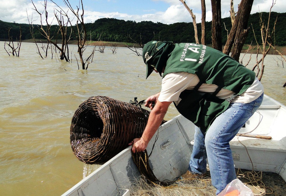 Piracema começa, e pesca de espécies nativas fica proibida por 4 meses no Paraná — Foto: Agência Estadual de Notícias / Divulgação